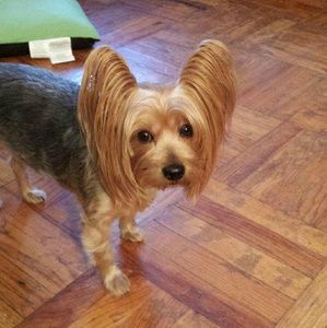 Meet your Posher, Debbie